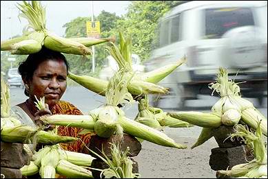 印度玉米男孩事件图片