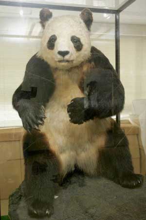 图文:日本警方截获大熊猫标本