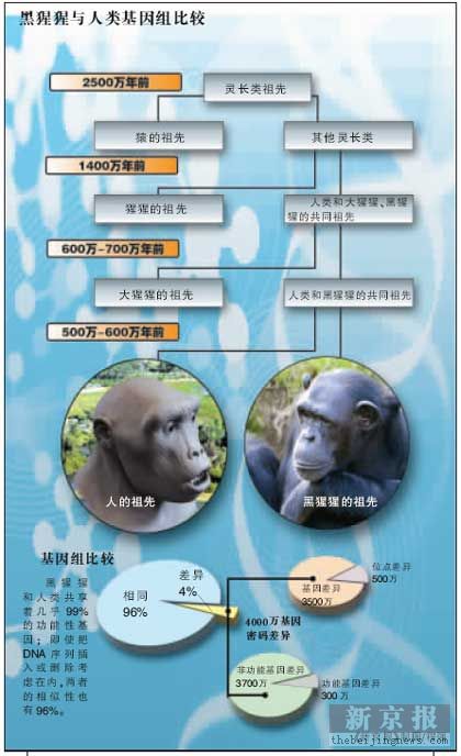 [科技]黑猩猩与人类基因96%相似