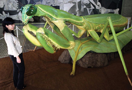 世界上最大的螳螂恐怖图片