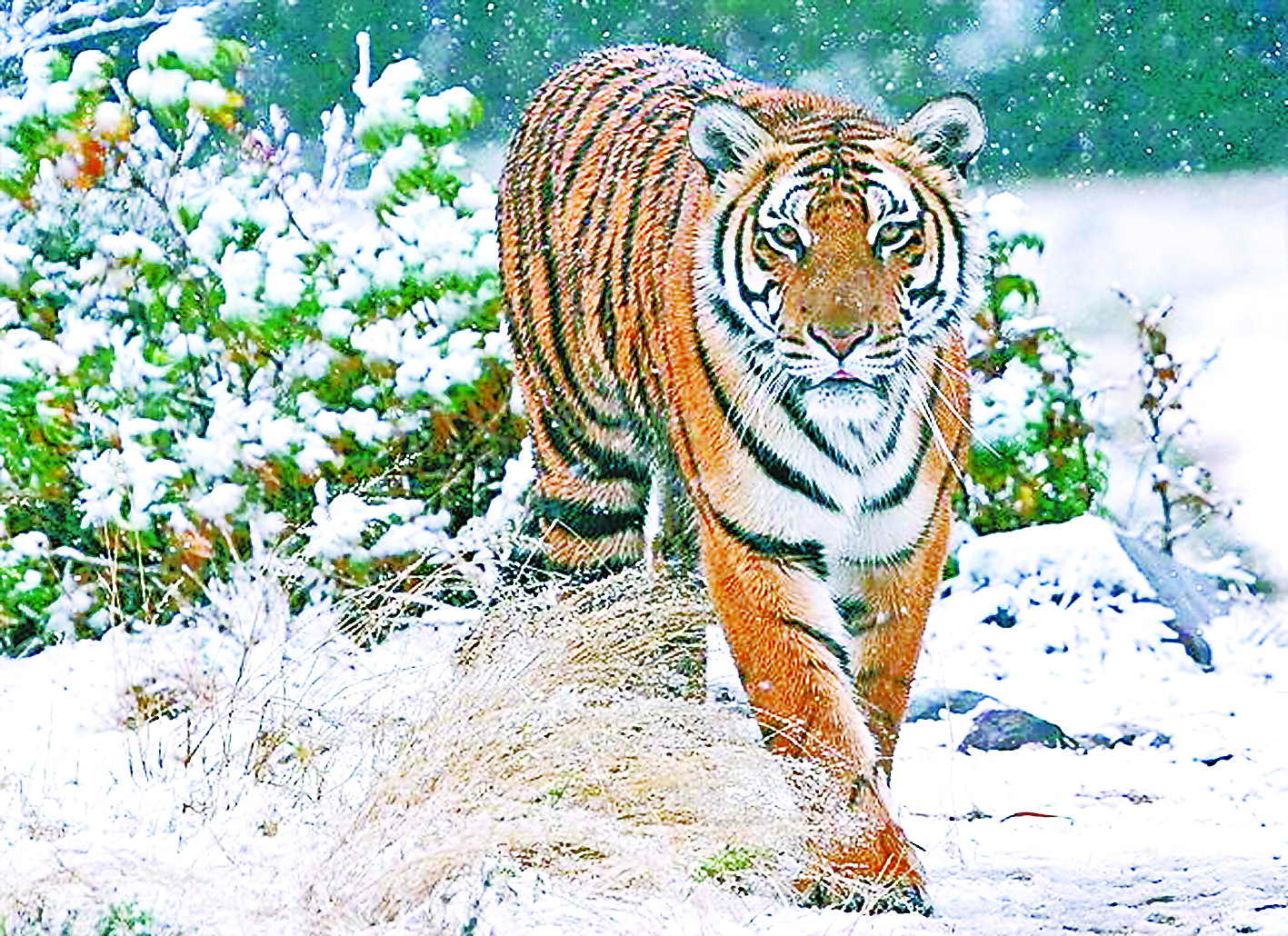 华南虎南非雪中漫步