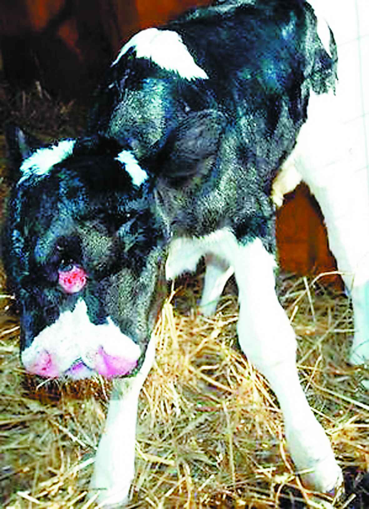据美国媒体1月5日报道,位于美国弗吉尼亚州的一家奶牛场传出惊人