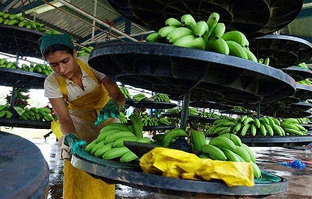 图文:哥斯达黎加农民收获香蕉