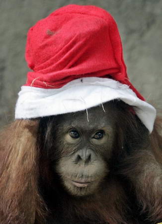 组图:猩猩头戴圣诞老人的帽子