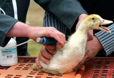 鸭子肌肉注射部位图片