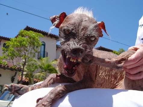 世界上最恐怖的狗图片