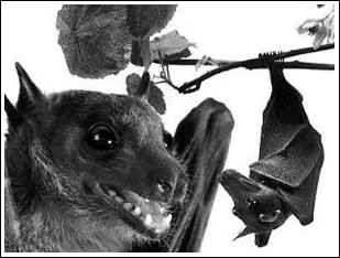 吸血蝙蝠吸人血图片